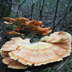 Laetiporus sulfureus 'Chicken of the Woods' or 'Sulphur Shelf'